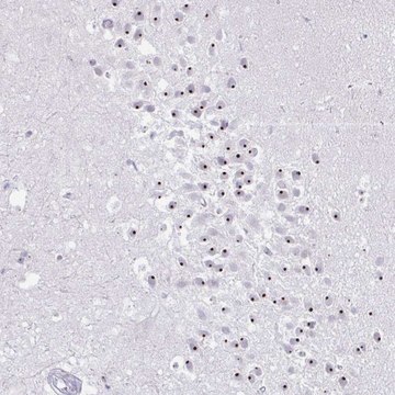 Anti-FAM9A antibody produced in rabbit