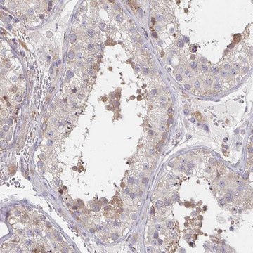 Anti-PSMG1 antibody produced in rabbit