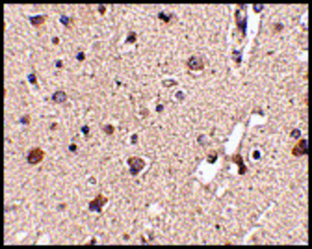 Anti-ATG12 (ab1) antibody produced in