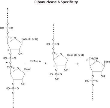 Ribonuclease A from bovine pancreas