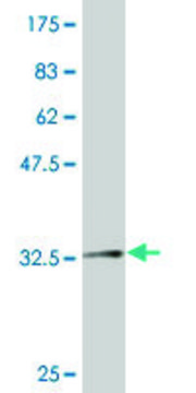 ANTI-ZIC2 antibody produced in mouse
