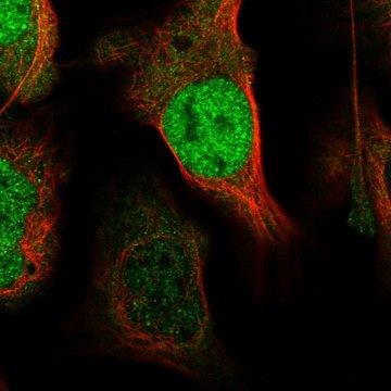 Anti-XPO4 antibody produced in rabbit