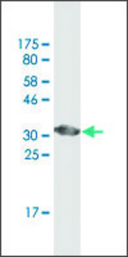 Monoclonal Anti-ATP6V0D2 antibody produced in