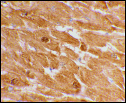 Anti-Caspase-12 (large) antibody produced in