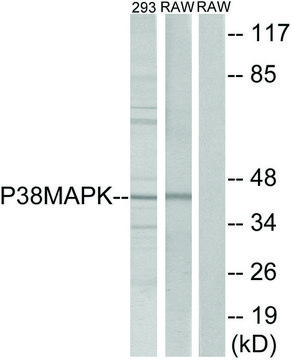 Anti-p38 MAPK antibody produced in