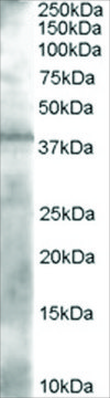 Anti-PAN ADH antibody produced in