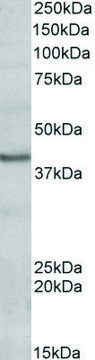 Anti-POU4F3 antibody produced in goat