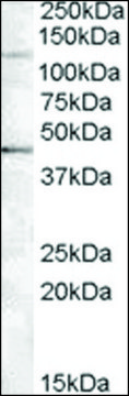 Anti-TNKS2 antibody produced in goat