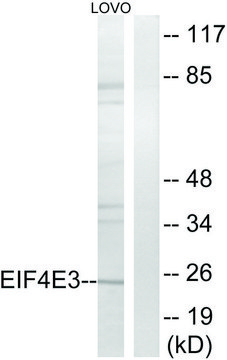 Anti-EIF4E3 antibody produced in rabbit