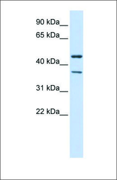 Anti-KCNJ4 antibody produced in rabbit