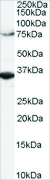 Anti-ORC3L antibody produced in goat