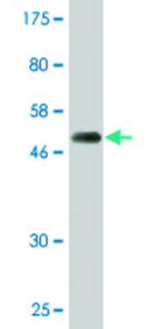 Monoclonal Anti-PSMD10 antibody produced in