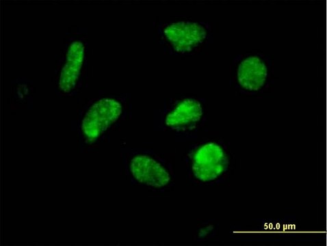 Anti-ZNF302 antibody produced in mouse