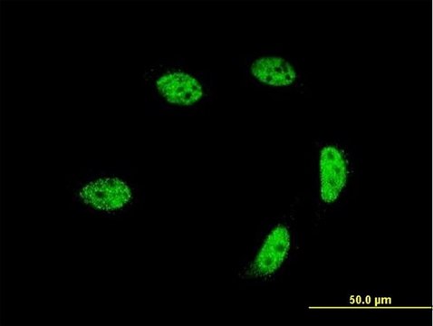 ANTI-ALF antibody produced in mouse