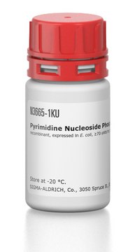 Pyrimidine Nucleoside Phosphorylase from Bacillus
