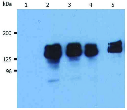 Monoclonal Anti-SHIP1 antibody produced in