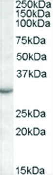 Anti-RAB23 antibody produced in goat