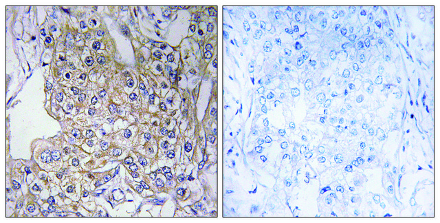 Anti-TNXB antibody produced in rabbit