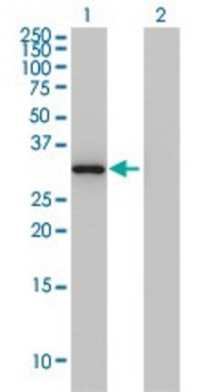 Monoclonal Anti-ANXA3 antibody produced in