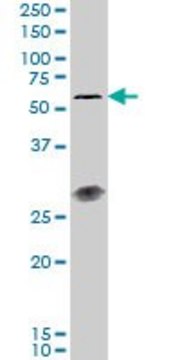 Monoclonal Anti-IL23R antibody produced in