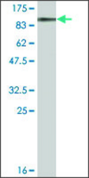 Monoclonal Anti-DDX20 antibody produced in