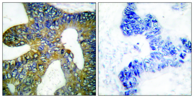 Anti-HSP105 antibody produced in rabbit