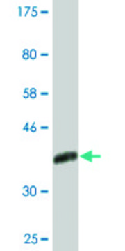 Monoclonal Anti-CNOT2, (C-terminal) antibody produced