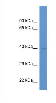 Anti-ENDOGL1 antibody produced in rabbit