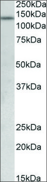 Anti-KDM2A antibody produced in goat