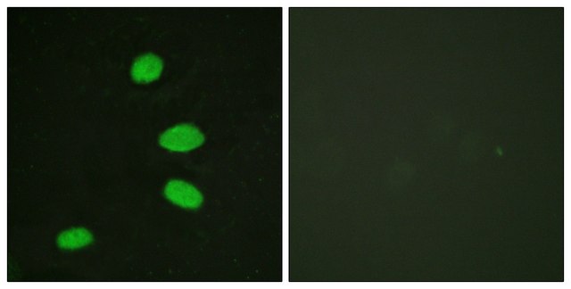 Anti-RBL2, C-Terminal antibody produced in