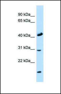 Anti-COX18 antibody produced in rabbit