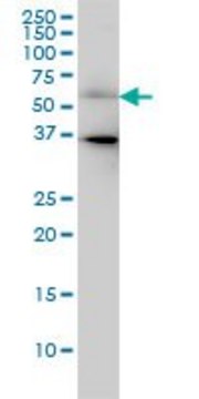Monoclonal Anti-CDC25C antibody produced in