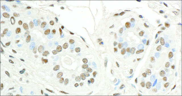 Rabbit anti-Sp1 Antibody, Affinity Purified