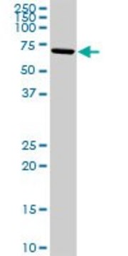 Anti-ALOX15 antibody produced in rabbit