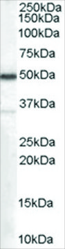 Anti-Chromogranin A Precursor antibody produced