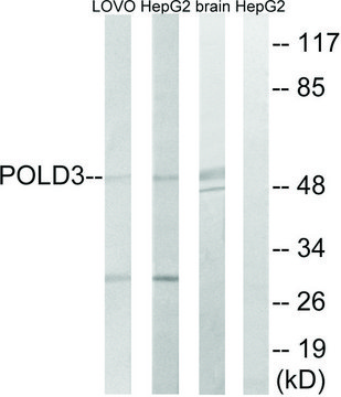 Anti-POLD3 antibody produced in rabbit
