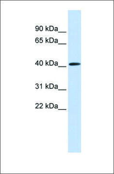 Anti-PARP11 antibody produced in rabbit