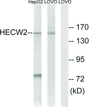Anti-HECW2 antibody produced in rabbit