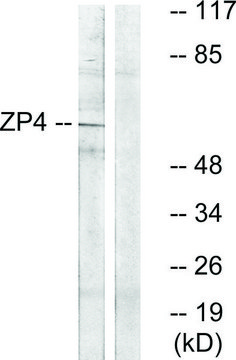 Anti-ZP4 antibody produced in rabbit