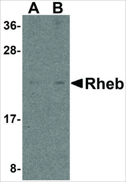 Anti-Rheb (ab1) antibody produced in