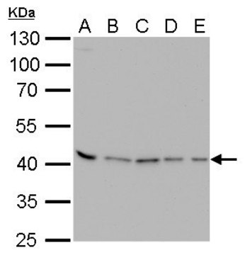 Monoclonal Anti-PRMT1 antibody produced in