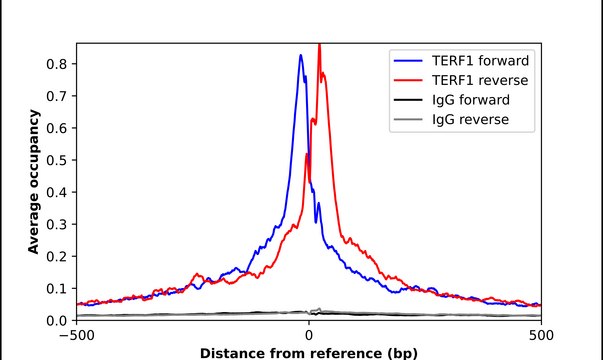 Anti-TERF1 antibody produced in rabbit