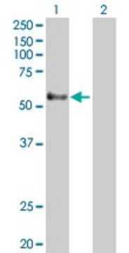 Anti-GPR56 antibody produced in rabbit