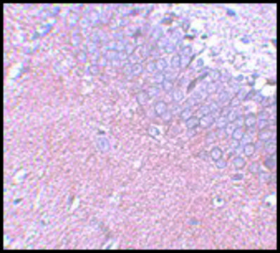 Anti-SYNGR4 antibody produced in rabbit
