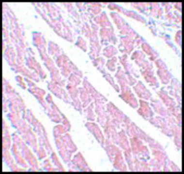 Anti-TMEM184C antibody produced in rabbit