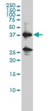 Monoclonal Anti-REN antibody produced in