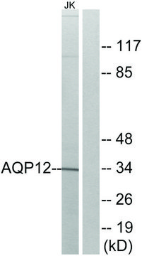Anti-AQP12 antibody produced in rabbit