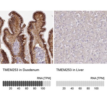 Anti-TMEM253 antibody produced in rabbit
