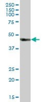 Anti-HS2ST1 antibody produced in mouse