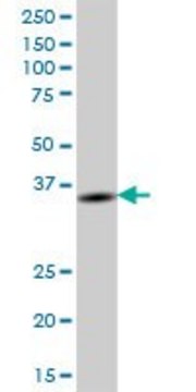 Anti-BTN3A2 antibody produced in mouse